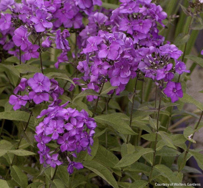 Phlox p. 'Blue Paradise'