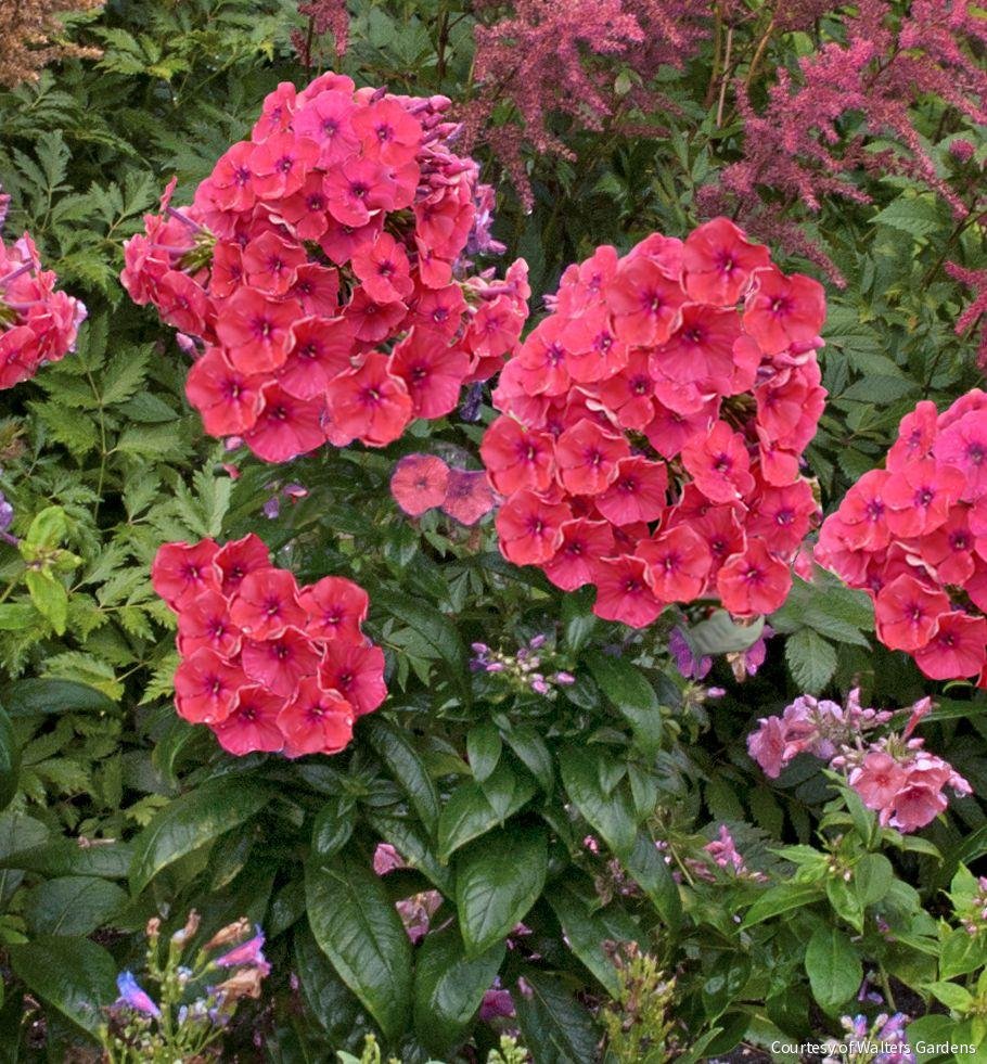 Phlox p. 'Flame Coral Imp'