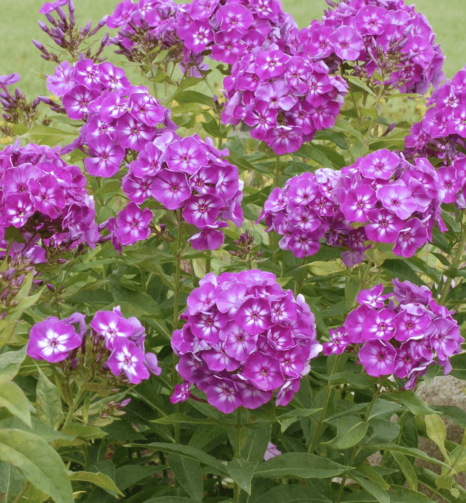 Phlox p. 'Laura' - Image 2