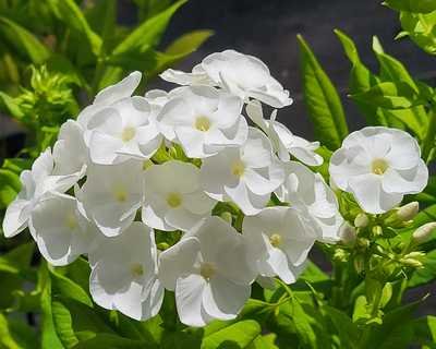 Phlox p. Luminary™ 'Backlight' - Image 2