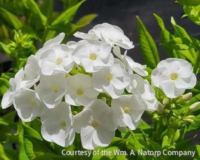Phlox p. Luminary™ 'Backlight'