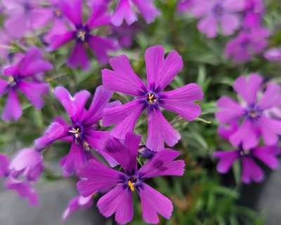 Phlox s. 'Purple Beauty' - Image 2