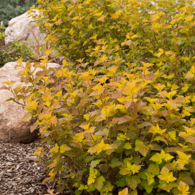 Physocarpus o. Amber Jubilee™