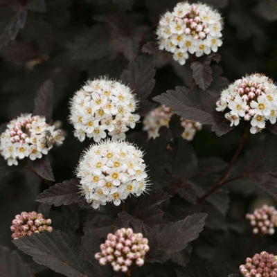 Physocarpus o. Diabolo®