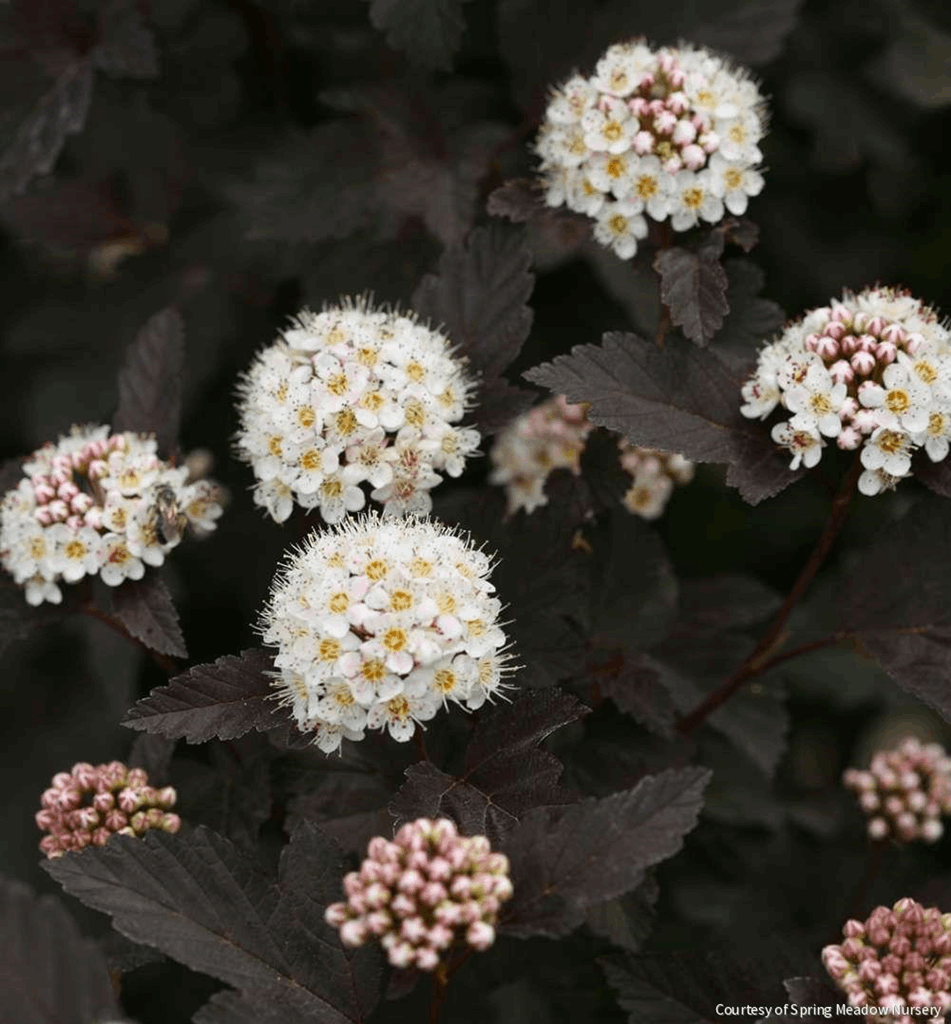 Physocarpus o. Diabolo®