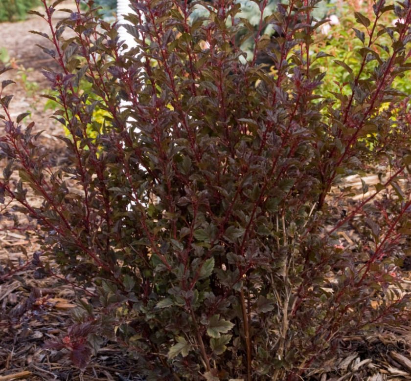 Physocarpus o. Little Devil™ - Image 2