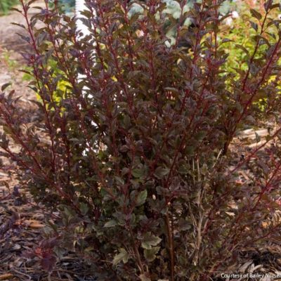 Physocarpus o. Little Devil™