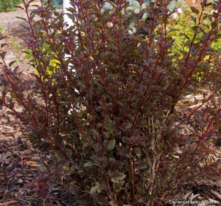 Physocarpus o. Little Devil™