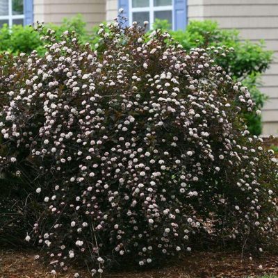 Physocarpus o. Summer Wine®