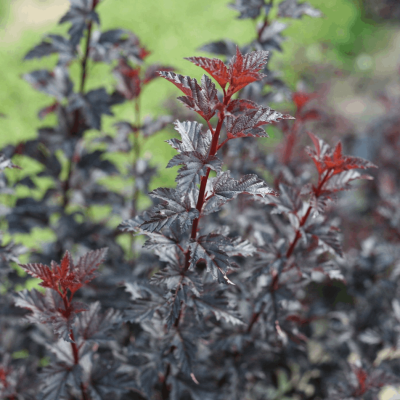 Physocarpus o. Summer Wine® Black