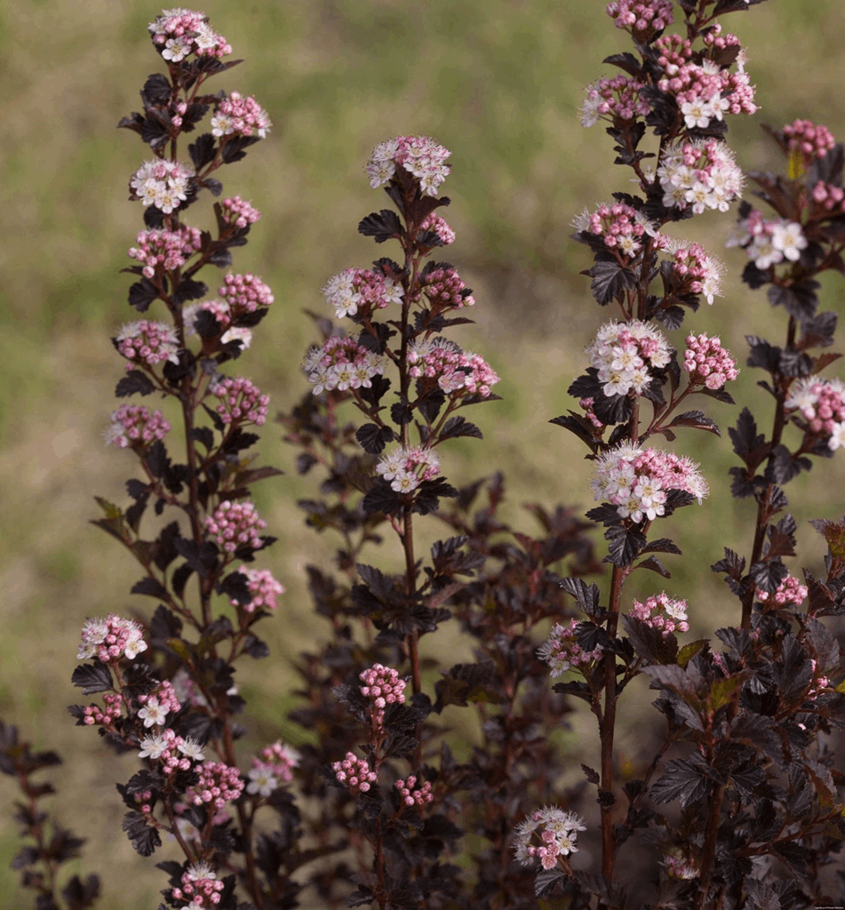 Physocarpus o. Tiny Wine®