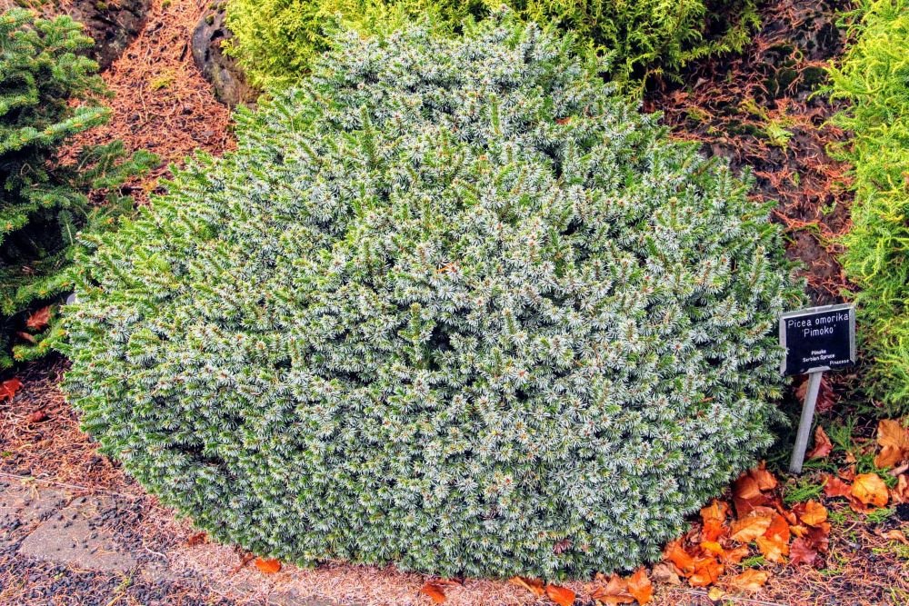 Pimoko Dwarf Serbian Spruce (Picea omorika 'Pimoko') - 1 gallon
