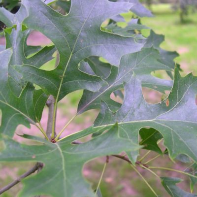 Pin Oak (Quercus palustris) - 3 gallon