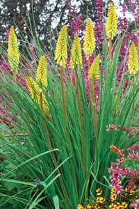 Pineapple Popsicle Dwarf Poker (Kniphofia pineapple 'Pineapple Popsicle') - 1 gallon