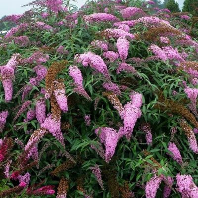 Pink Cascades Butterfly Bush (Buddleia 'Pink Cascades') - 3 gallon