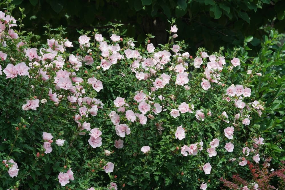 Paraplu® Pure White Rose of Sharon (Hibiscus syriacus 'Paraplu Pure White') - QT