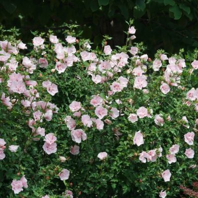 Paraplu® Pure White Rose of Sharon (Hibiscus syriacus 'Paraplu Pure White') - QT