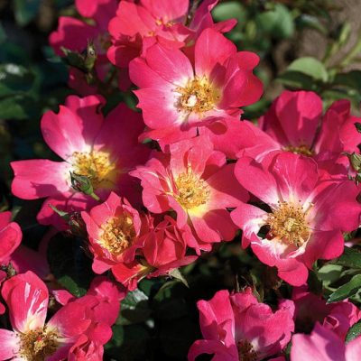 Pink Drift® Rose (Rosa 'Drift Meijocos') - QT