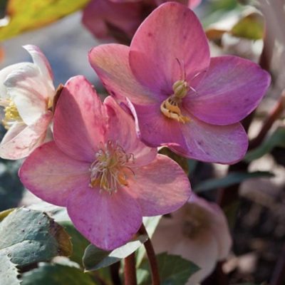 Pink Frost Lenten Rose (Helleborus 'Pink Frost') - 1 gallon