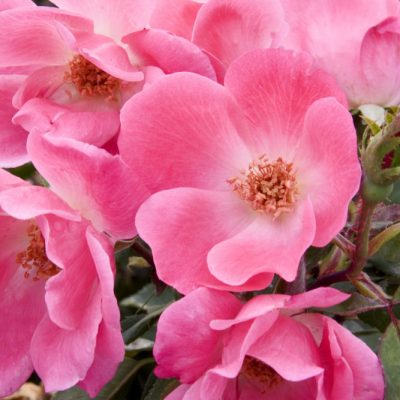 Pink Knock Out® Rose (Rosa K.O 'Radcon') - 2 gallon