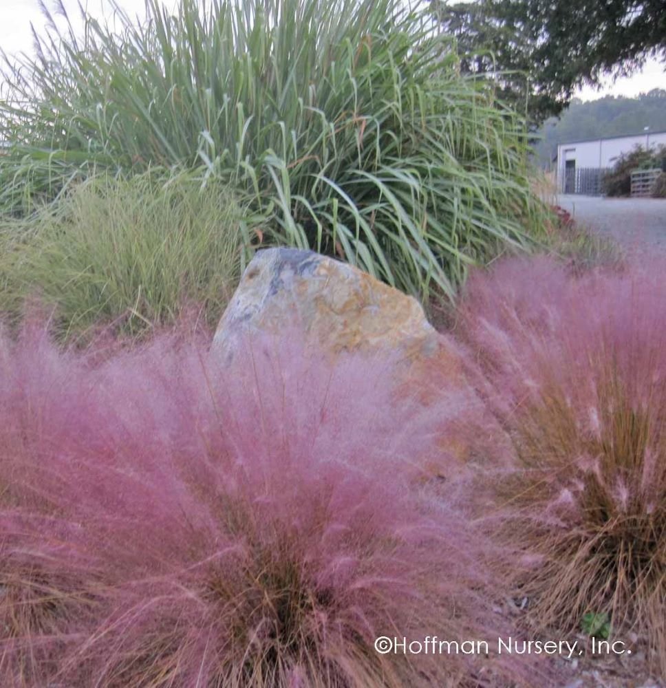 Pink Muhly Grass (MUHLENBERGIA 'Muhlenbergia Capillaris') - QT