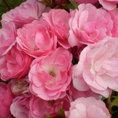 Pinktopia Rose (Rosa E.E 'Pinktopia') - 2 gallon
