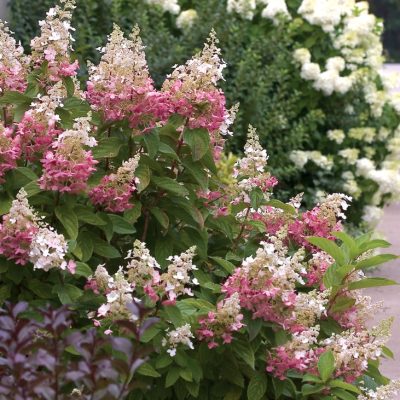 Pinky Winky® Panicle Hydrangea (Hydrangea paniculata 'DVPpinky') - 3 gallon