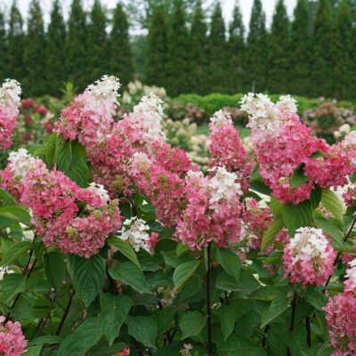 Pinky Winky Prime® Panicle Hydrangea (Hydrangea 'P Pinky Winky Prime') - 3 gallon