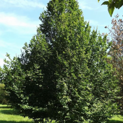 Pinocchio European Hornbeam (Carpinus betulus 'Pinocchio') - 3 gallon 48" TREE