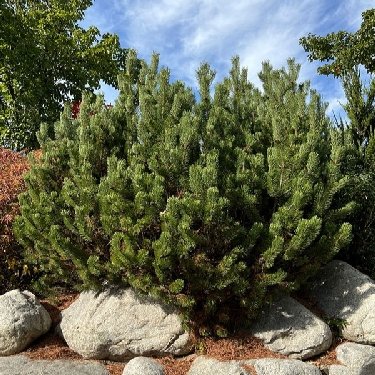 Pinus mugo 'Pumilio' - Image 2