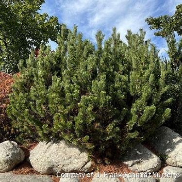 Pinus mugo 'Pumilio'
