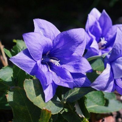 Platycodon g. 'Astra Blue'
