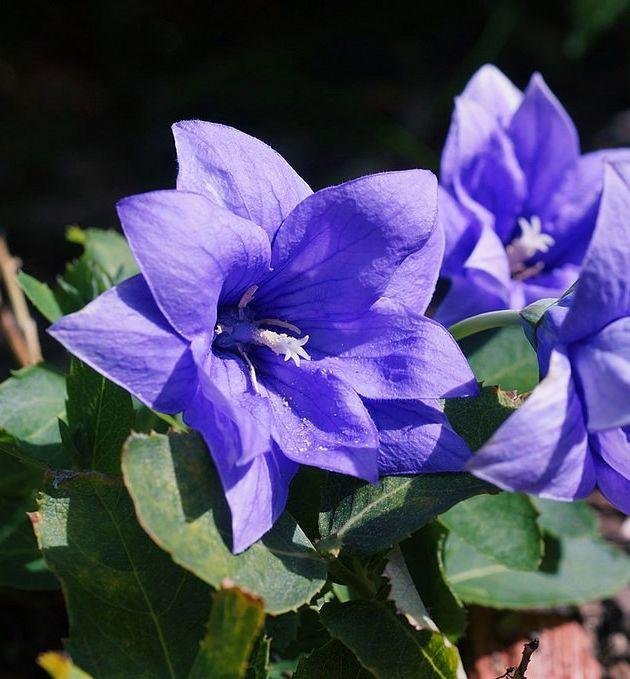 Platycodon g. 'Astra Blue'