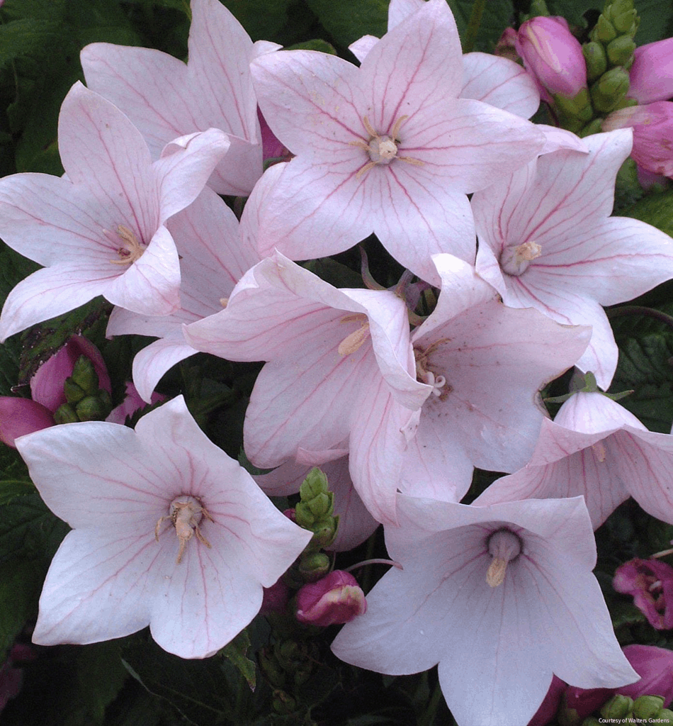 Platycodon g. 'Astra Pink'