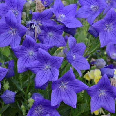 Platycodon g. 'Sentimental Blue'