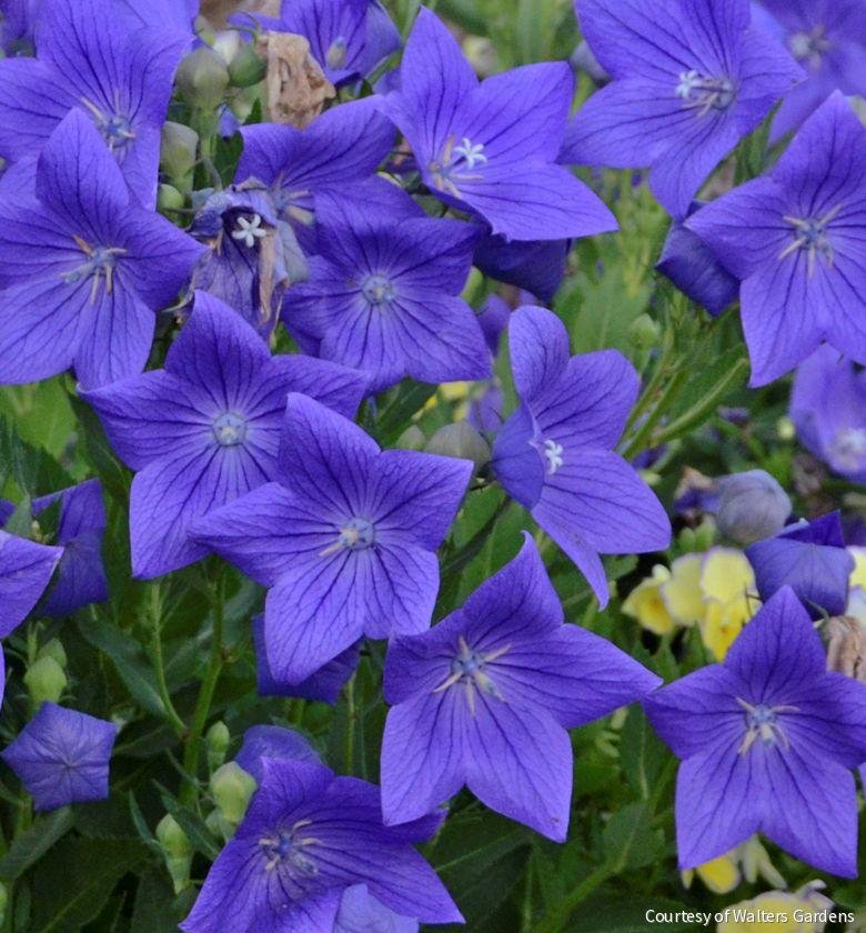 Platycodon g. 'Sentimental Blue'