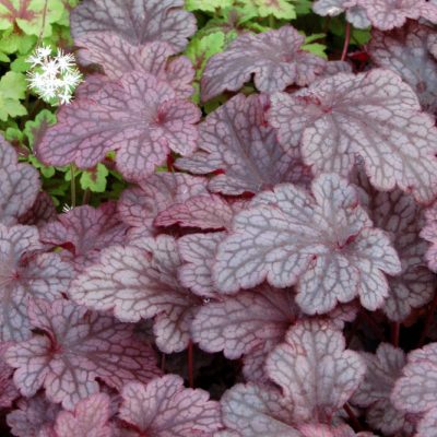 Plum Pudding™ Coral Bells (Heuchera plum 'Plum Pudding') - 1 gallon