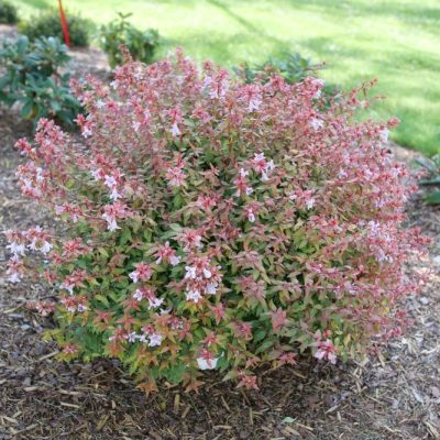 Poco Loco® Abelia (ABELIA POCO LOCO) - QT