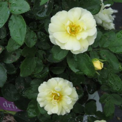 Popcorn Drift® Rose (Rosa 'Drift Popcorn') - 2 gallon