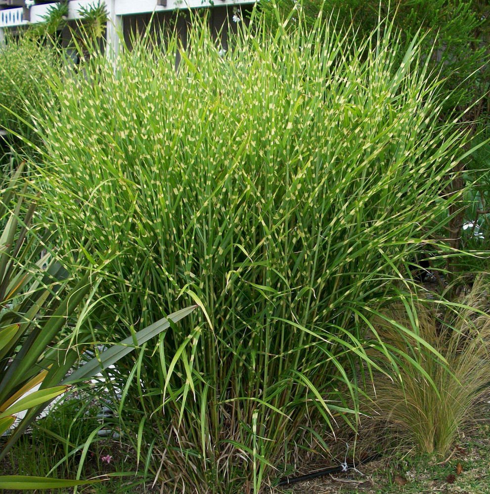 Porcupine Grass (Miscanthus sinensis 'Strictus') - 1 gallon