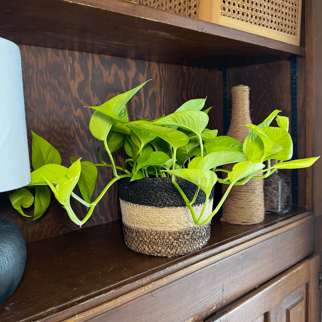 Pothos Neon Hanging Basket (Epipremnum Aureum 'Neon') - 6 Inch Indoor Houseplant - Image 2
