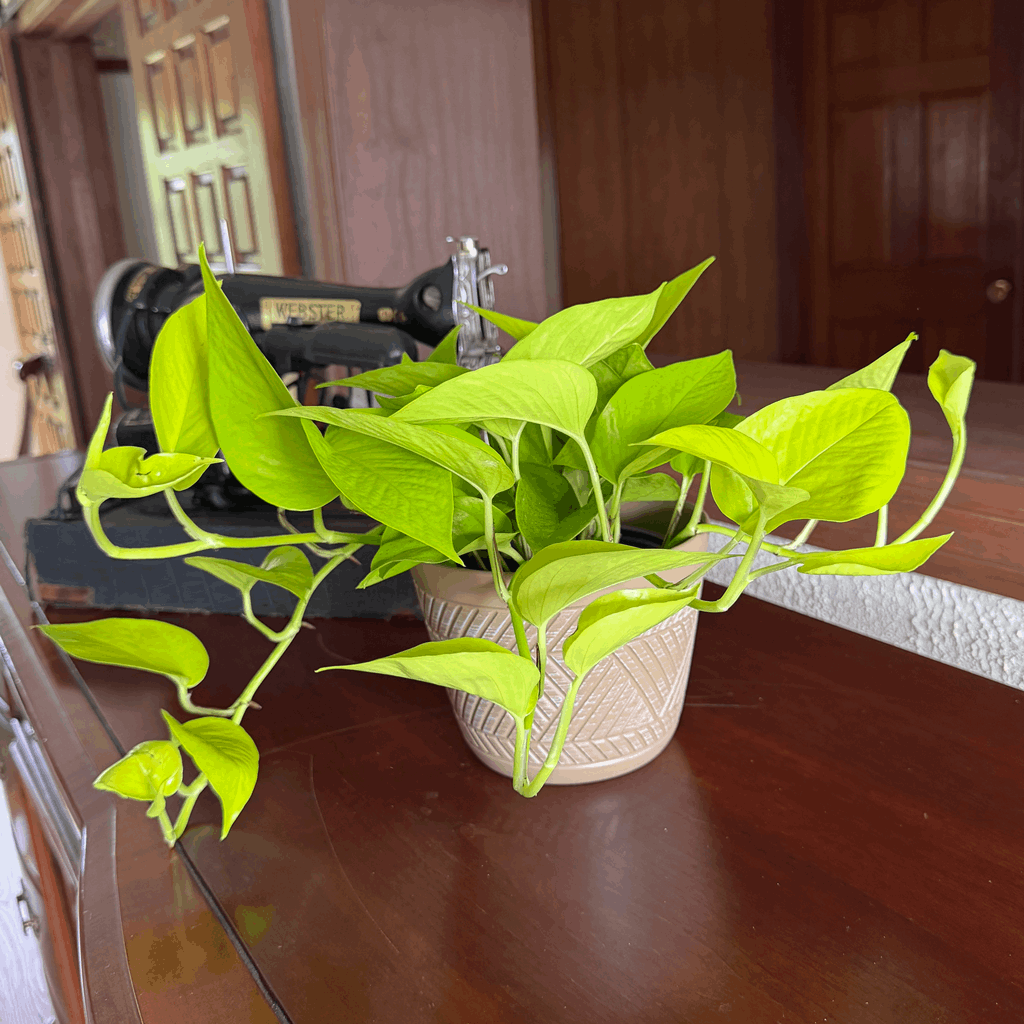 Pothos Neon Hanging Basket (Epipremnum Aureum 'Neon') - 6 Inch Indoor Houseplant - Image 3