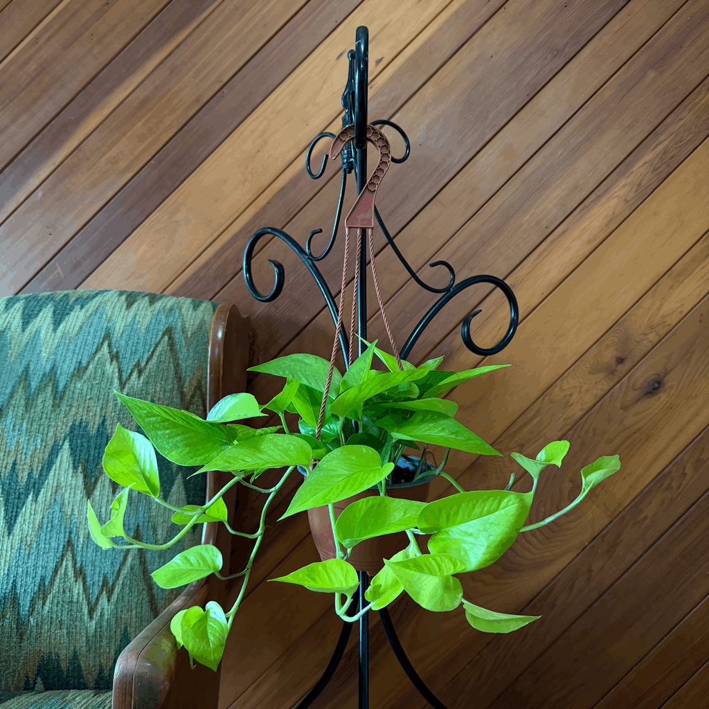 Pothos Neon Hanging Basket (Epipremnum Aureum 'Neon') - 6 Inch Indoor Houseplant - Image 4