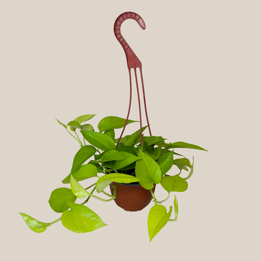 Pothos Neon Hanging Basket (Epipremnum Aureum 'Neon') - 6 Inch Indoor Houseplant - Image 5