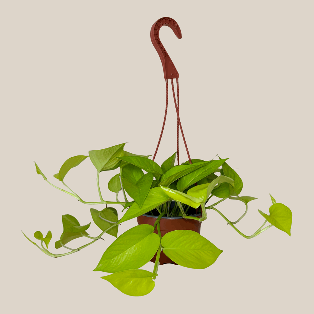 Pothos Neon Hanging Basket (Epipremnum Aureum 'Neon') - 6 Inch Indoor Houseplant