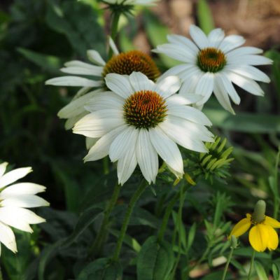 PowWow White Coneflower (Echinacea purpurea 'PowWow White') - QT