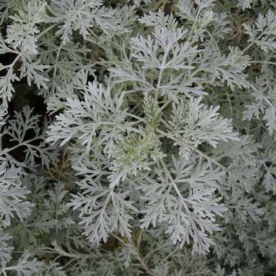 Powis Castle Artemisia (Artemisia x 'Powis Castle') - 1 gallon