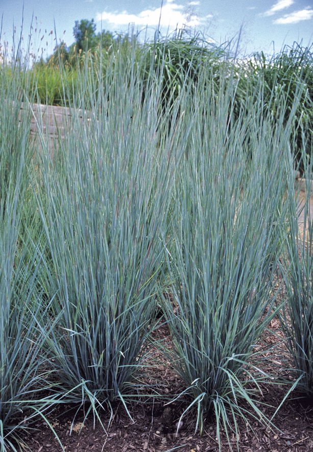 Prairie Blues Little Bluestem (Schizachyrium scoparium 'Prairie Blues') - 2 gallon