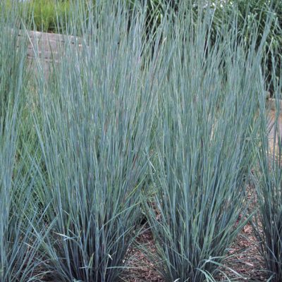 Prairie Blues Little Bluestem (Schizachyrium scoparium 'Prairie Blues') - 2 gallon