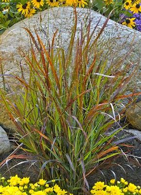 Prairie Winds® 'Cheyenne Sky' Red Switch Grass (Panicum virgatum 'Cheyenne Sky') - 3 gallon